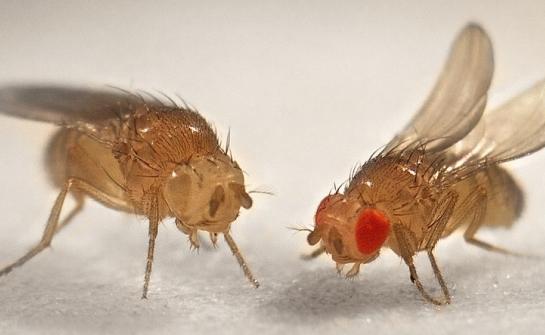 Irriterende fly drosophila: hvordan å håndtere dem og hvordan de kan forhindre deres utseende