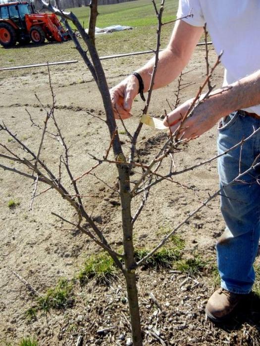 Beskjæring av epletrær på våren: tips til gartnere