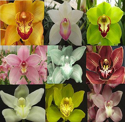 Orkidéer cymbidium hjemme