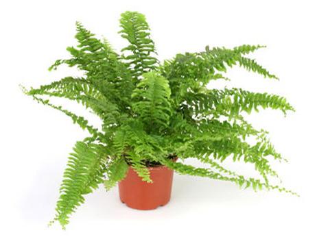 Fern. Blomster for hjem og hage