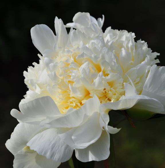 Peony herbaceous: planting og omsorg av hagen blomster