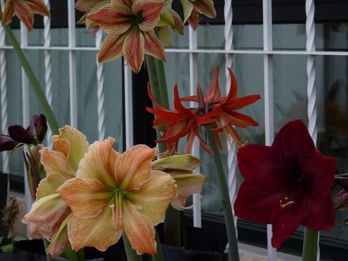 Hvorfor blomstrer ikke hippeastrum og hvordan man skal håndtere det