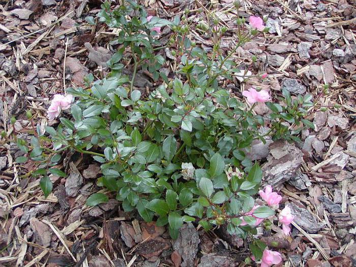 rose faerie groundcover