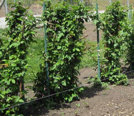 Planting Blackberry Tornfree.