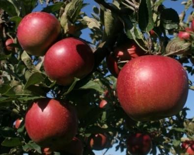 Plante epletrær i høst: tips for gartnere