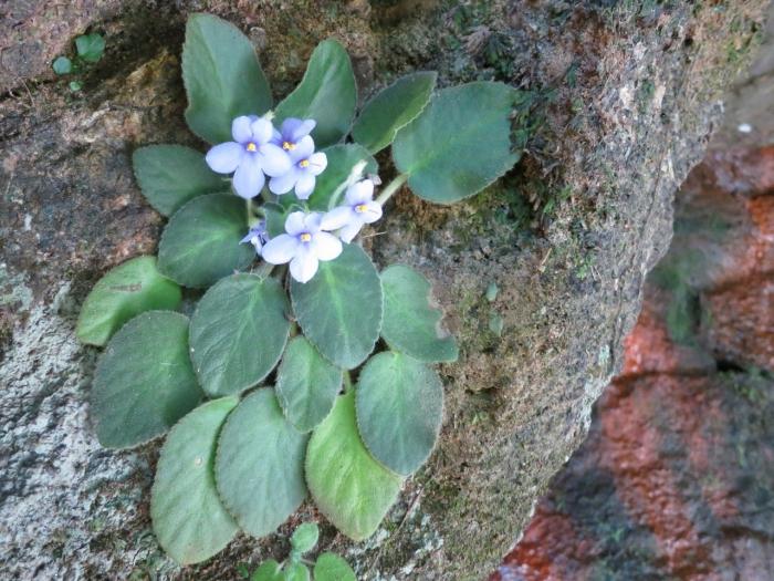 Fødselsstedet til plantens fioler - Uzambarfjellene