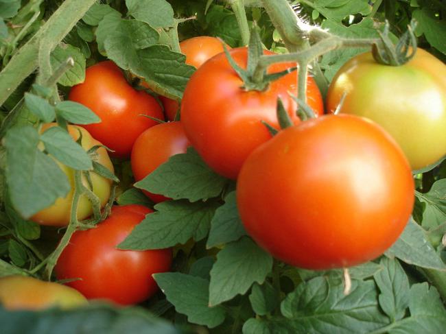 Varianter av tomatstengler. Hvordan bryr seg om tomatstengler