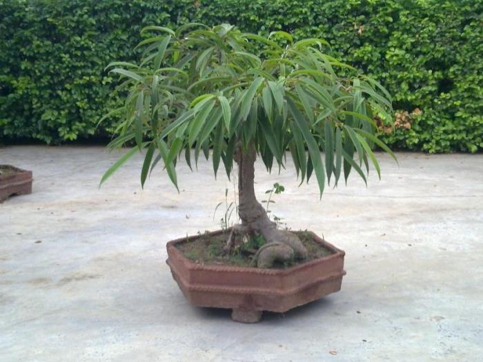 bonsai ficus benjamin 