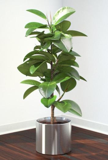 Voksende bonsai ficus - skogen inne i huset