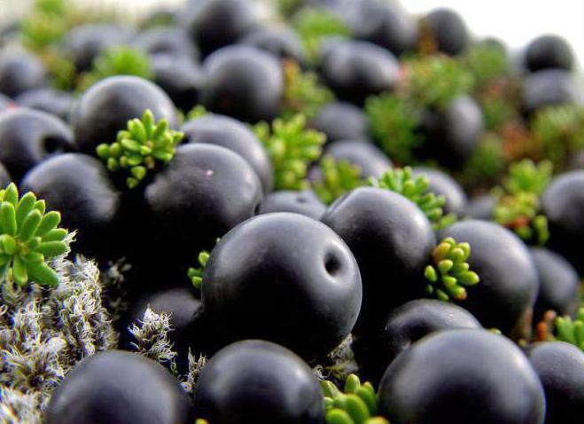 blackberry black eller crowberry eller siksa