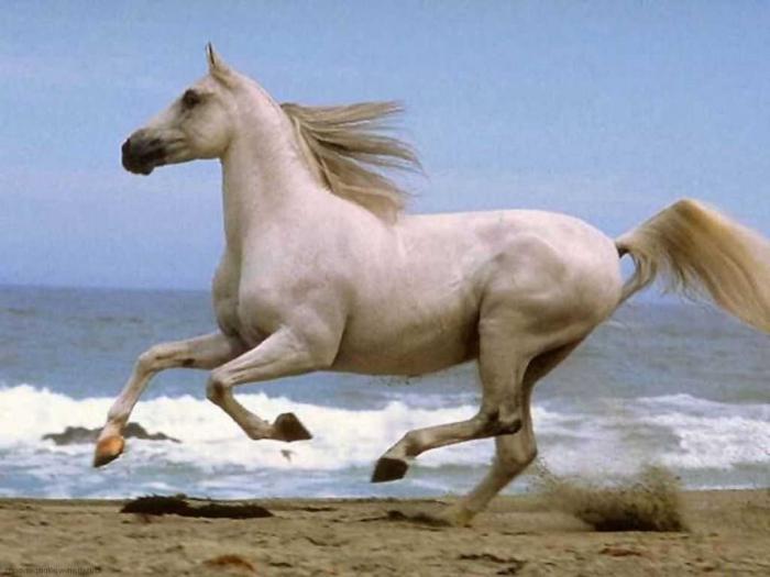 Drøm Tolkning: hvorfor drømmer en hest?