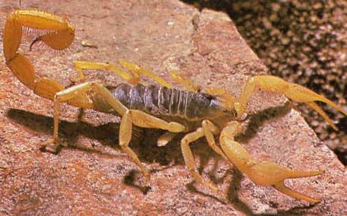 Drømmetolkning: Hvilke skorpioner drømmer om
