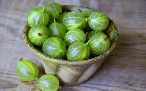 hvordan å frigjøre gooseberry