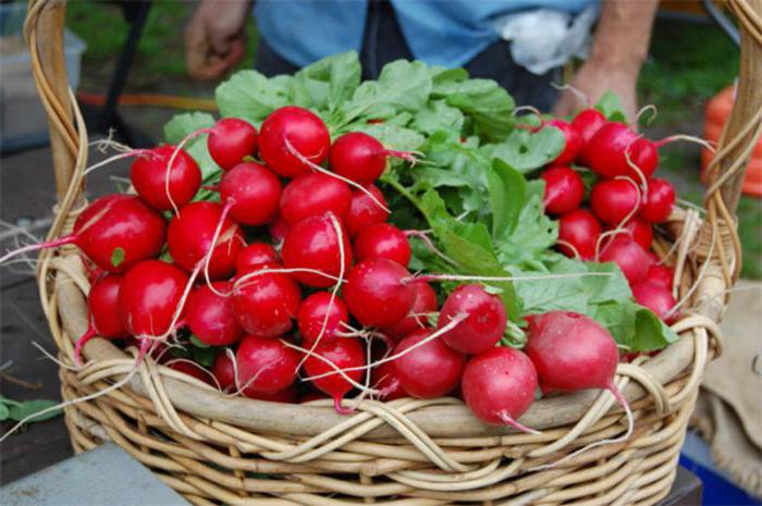 Hva er vitaminene i reddik? Radish: helsemessige fordeler og skade