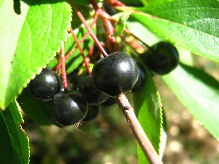 hjemmelaget likør fra svart chokeberry