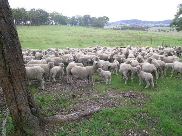 australske merino