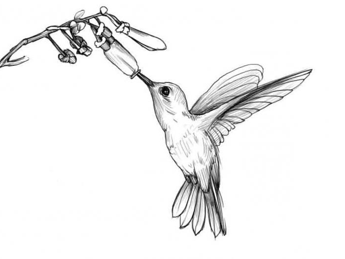 Hvordan tegne en kolibri enkelt og raskt