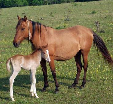 The American Mustang - en hest som returneres av Columbus ... Er det en historisk arv i dette landet?