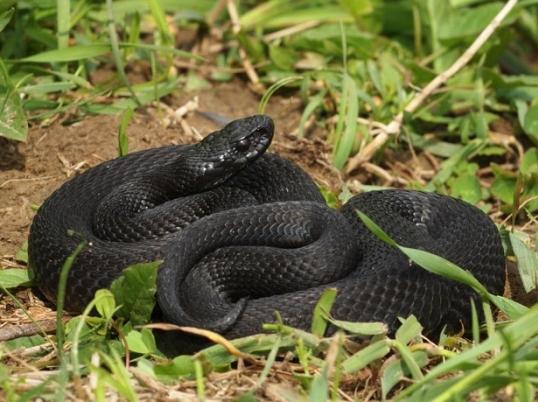 Svart viper: forskjeller, egenskaper og habitat