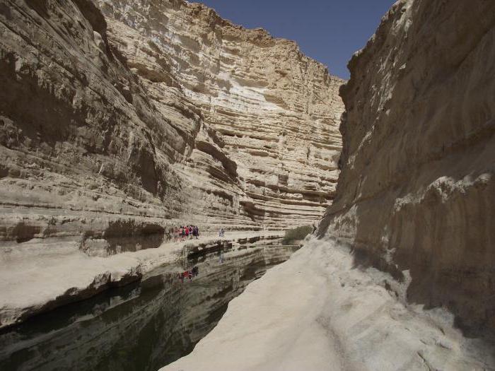 Den Blomstrende Negev-ørkenen i Israel