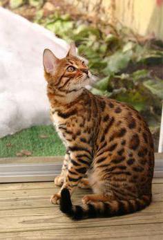 Far Eastern Cat (leopard cat): beskrivelse, habitat, mat