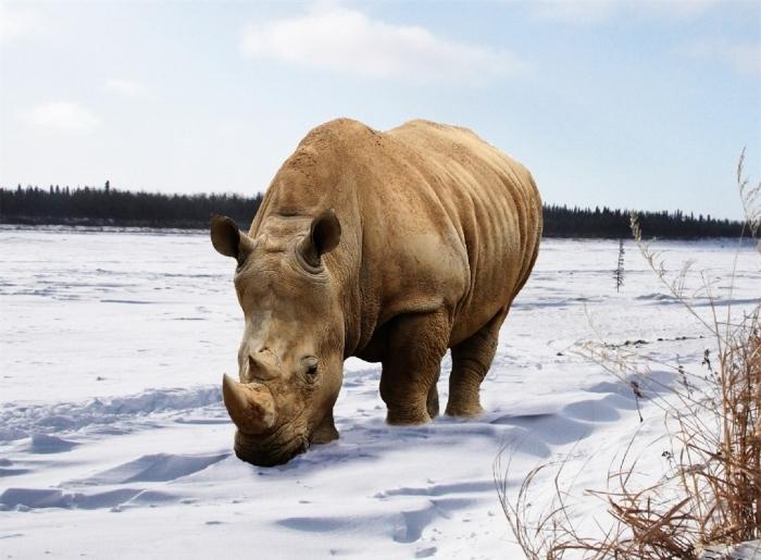 Hvor finner jeg snø i Afrika - på det heteste kontinentet?