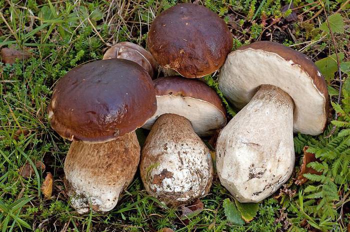 boletus i skogen