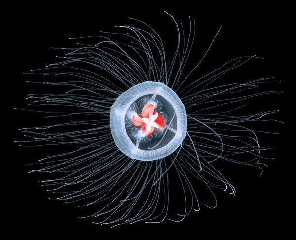 Hydroid (maneter): struktur, reproduksjon, fysiologi