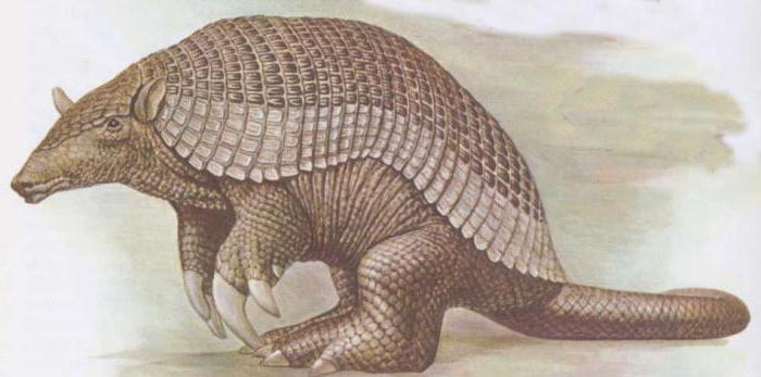 gigantiske armadillo 