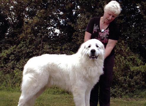 Pyrenean fjellhund