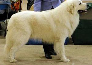 Great Pyrenean Mountain Dog