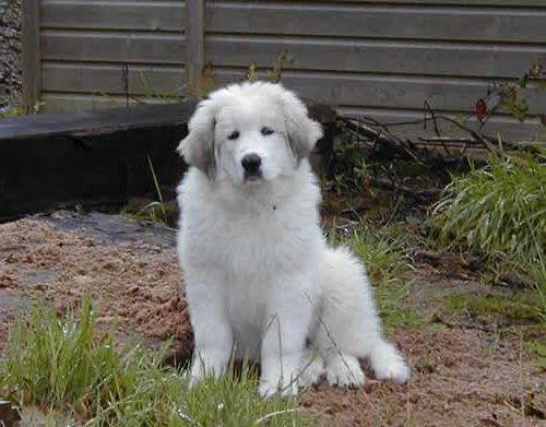 Pyrenean fjellhund valper