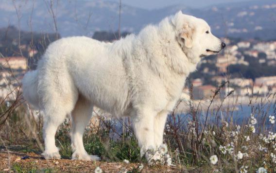 Pyrenean Mountain Dog vurderinger