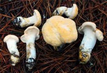 Mushroom Blackberry Yellow: Beskrivelse og habitat