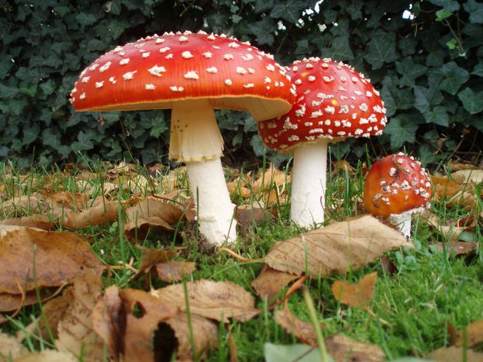 Mushroom steder i Kaliningrad regionen. Tips for turister