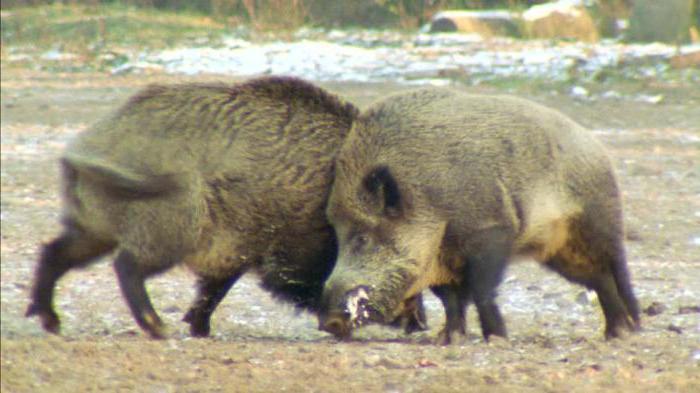 Kaban-shchach: skogsbefolkning