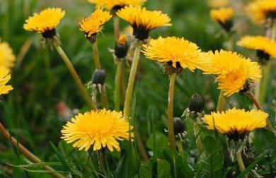 Hvilke blomster kan bli spist?