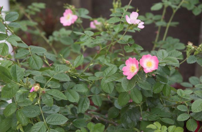 Hva slags blomster spiser folk