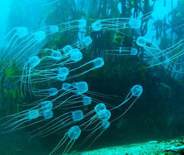 Hvem kalder australier havet osoy? Spesielt farlig maneter av australske farvann