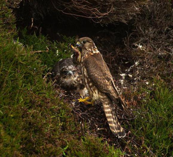 Gyrfalcon - en fugl uvanlig og hardy