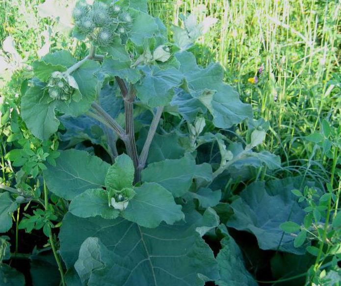 burdock arachnid foto