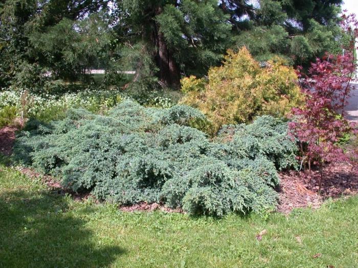 Juniperus Blue Carpet - barnehage