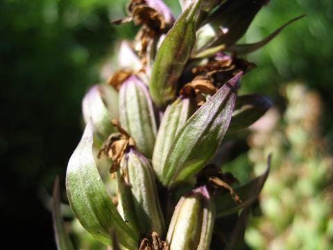 Palchocotensis oppdaget: beskrivelse, foto