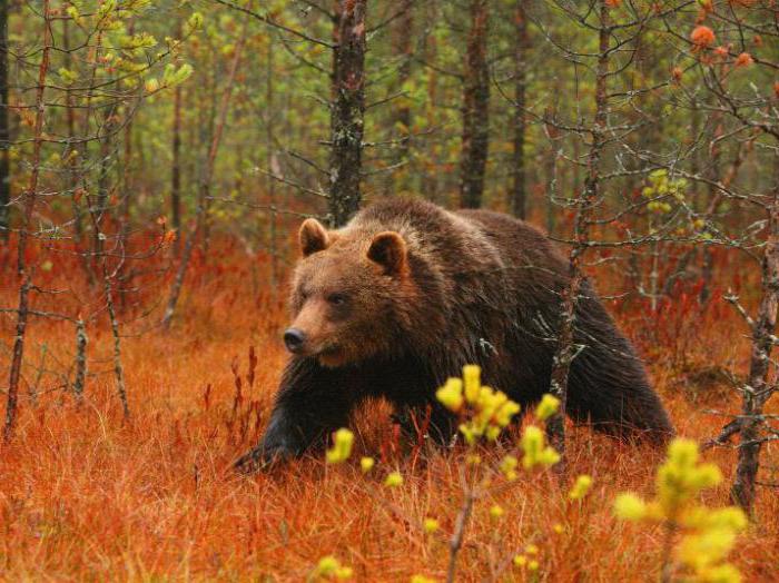 Polessky stråling økologisk reserve: datoen for grunnlaget, formålet med utdanning, området, regimet av beskyttelse, bilde, beskrivelse. Hvor er Polessky State Radiation Ecological Reserve?