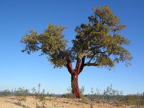 Korktreet: et unikt planteliv