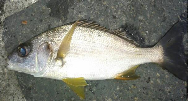 prostomopomfisk