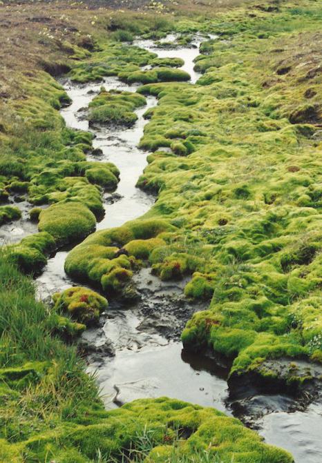 Vegetasjon av tundra og skogtundra