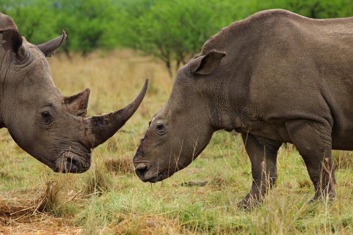 lengde av rhinoceros horn