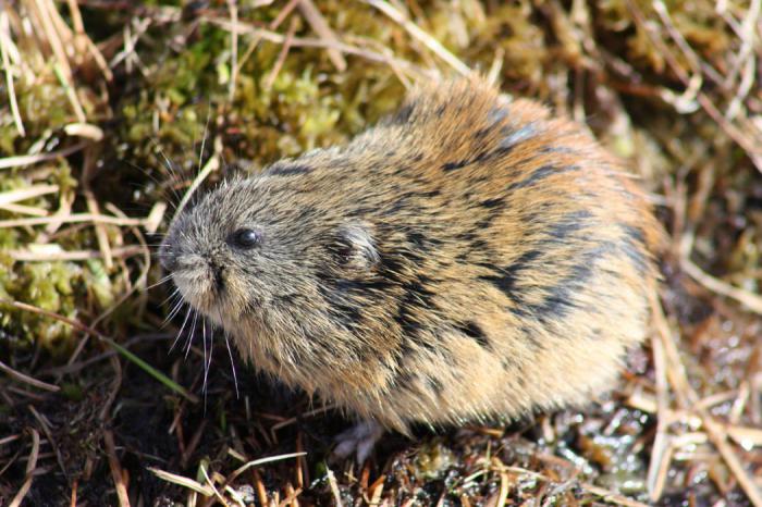 Siberian Lemming: beskrivelse, reproduksjon, ernæring