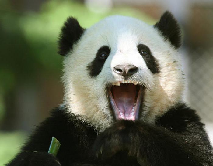 Hvor mange tenner har en stor og liten panda?